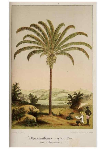 Reproducción/Reproduction 49683685818: L'Illustration horticole :. Gand, Belgium :Imprimerie et lithographie de F. et E. Gyselnyck,1854-1896.. 