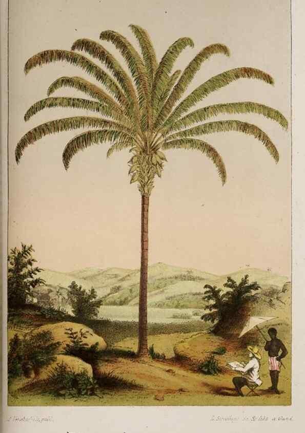Reproducción/Reproduction 49683685818: L'Illustration horticole :. Gand, Belgium :Imprimerie et lithographie de F. et E. Gyselnyck,1854-1896.. 