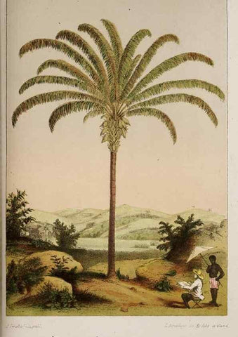 Reproducción/Reproduction 49683685818: L'Illustration horticole :. Gand, Belgium :Imprimerie et lithographie de F. et E. Gyselnyck,1854-1896.. 