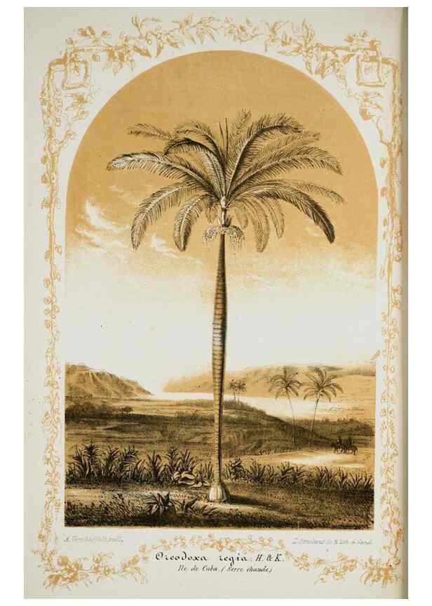 Reproducción/Reproduction 49684224906: L'Illustration horticole :. Gand, Belgium :Imprimerie et lithographie de F. et E. Gyselnyck,1854-1896.. 