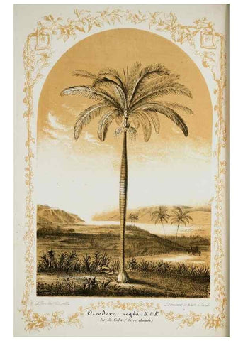 Reproducción/Reproduction 49684224906: L'Illustration horticole :. Gand, Belgium :Imprimerie et lithographie de F. et E. Gyselnyck,1854-1896.. 