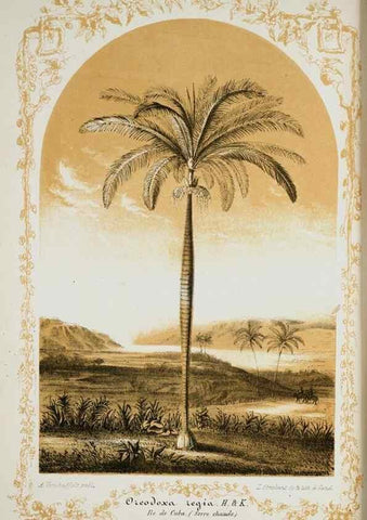Reproducción/Reproduction 49684224906: L'Illustration horticole :. Gand, Belgium :Imprimerie et lithographie de F. et E. Gyselnyck,1854-1896.. 