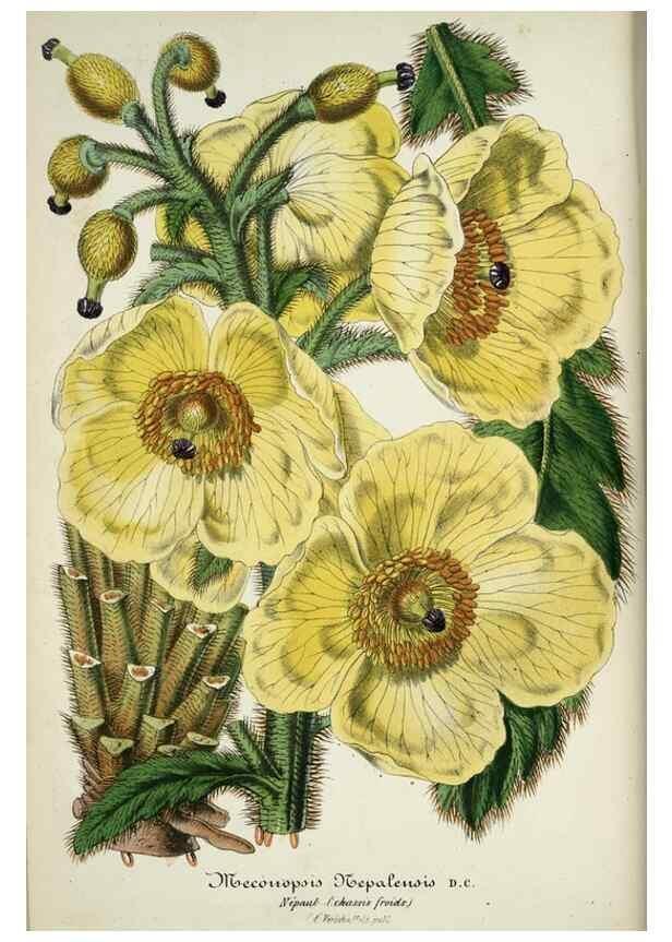 Reproducción/Reproduction 49684626392: L'Illustration horticole :. Gand, Belgium :Imprimerie et lithographie de F. et E. Gyselnyck,1854-1896.. 