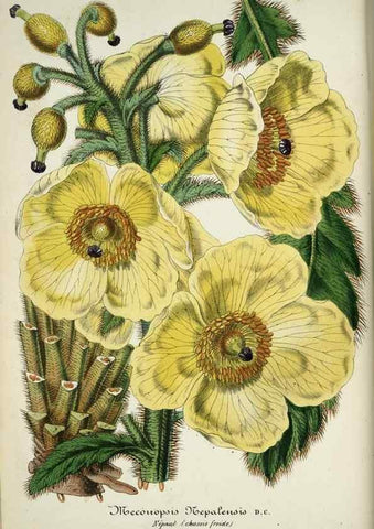 Reproducción/Reproduction 49684626392: L'Illustration horticole :. Gand, Belgium :Imprimerie et lithographie de F. et E. Gyselnyck,1854-1896.. 