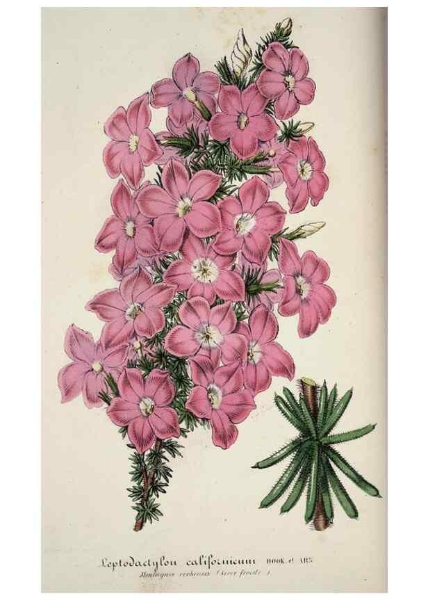 Reproducción/Reproduction 49683793923: L'Illustration horticole :. Gand, Belgium :Imprimerie et lithographie de F. et E. Gyselnyck,1854-1896.. 