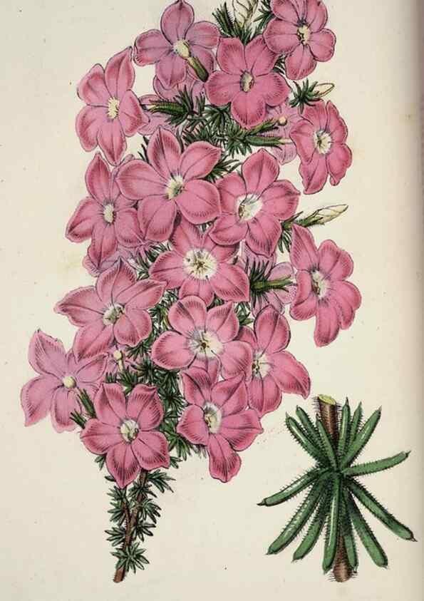 Reproducción/Reproduction 49683793923: L'Illustration horticole :. Gand, Belgium :Imprimerie et lithographie de F. et E. Gyselnyck,1854-1896.. 