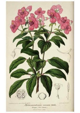Reproducción/Reproduction 49683794258: L'Illustration horticole :. Gand, Belgium :Imprimerie et lithographie de F. et E. Gyselnyck,1854-1896.. 