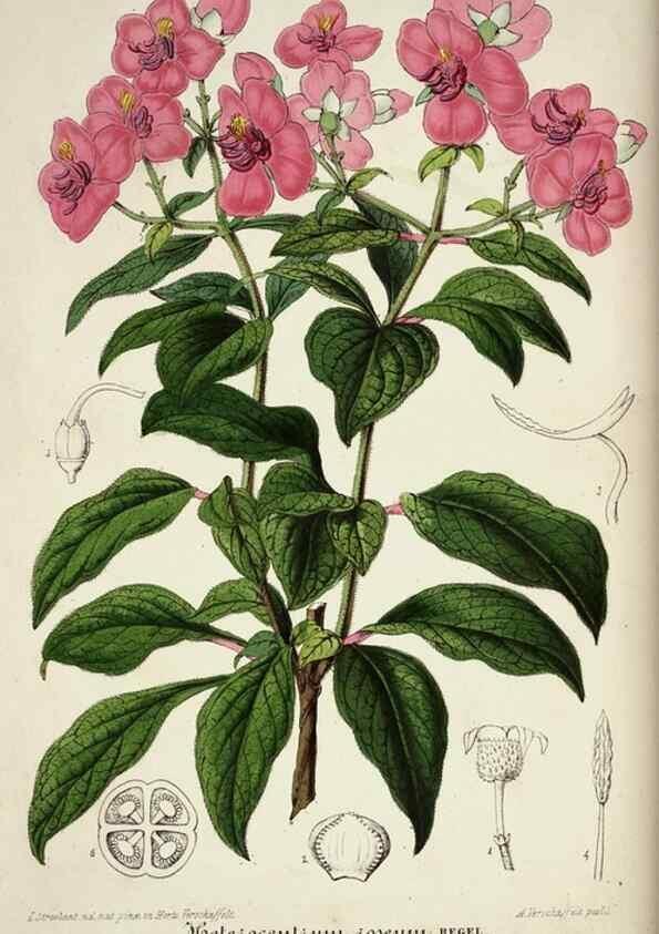Reproducción/Reproduction 49683794258: L'Illustration horticole :. Gand, Belgium :Imprimerie et lithographie de F. et E. Gyselnyck,1854-1896.. 