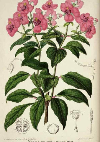Reproducción/Reproduction 49683794258: L'Illustration horticole :. Gand, Belgium :Imprimerie et lithographie de F. et E. Gyselnyck,1854-1896.. 