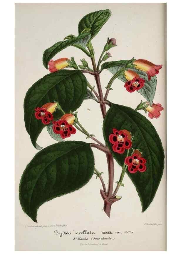 Reproducción/Reproduction 49684627362: L'Illustration horticole :. Gand, Belgium :Imprimerie et lithographie de F. et E. Gyselnyck,1854-1896.. 