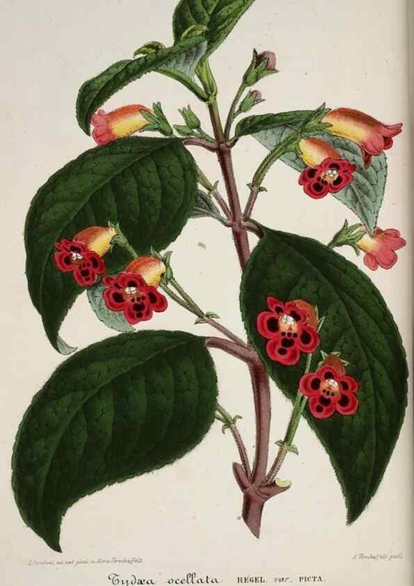 Reproducción/Reproduction 49684627362: L'Illustration horticole :. Gand, Belgium :Imprimerie et lithographie de F. et E. Gyselnyck,1854-1896.. 