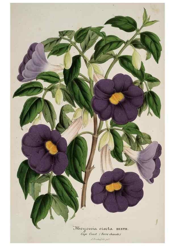 Reproducción/Reproduction 49684627622: L'Illustration horticole :. Gand, Belgium :Imprimerie et lithographie de F. et E. Gyselnyck,1854-1896.. 