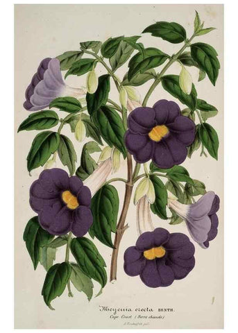 Reproducción/Reproduction 49684627622: L'Illustration horticole :. Gand, Belgium :Imprimerie et lithographie de F. et E. Gyselnyck,1854-1896.. 