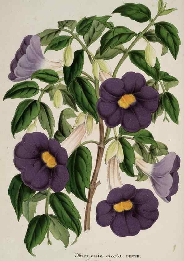 Reproducción/Reproduction 49684627622: L'Illustration horticole :. Gand, Belgium :Imprimerie et lithographie de F. et E. Gyselnyck,1854-1896.. 