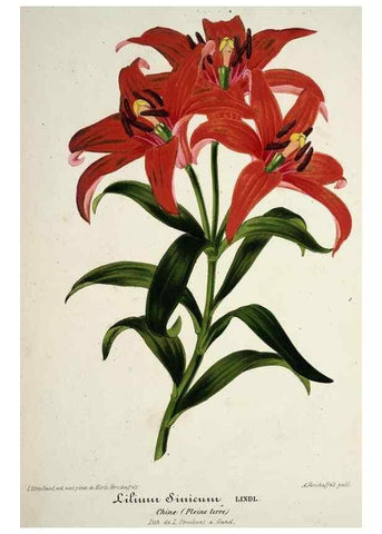 Reproducción/Reproduction 49684331556: L'Illustration horticole :. Gand, Belgium :Imprimerie et lithographie de F. et E. Gyselnyck,1854-1896.. 