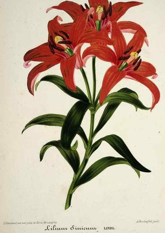 Reproducción/Reproduction 49684331556: L'Illustration horticole :. Gand, Belgium :Imprimerie et lithographie de F. et E. Gyselnyck,1854-1896.. 