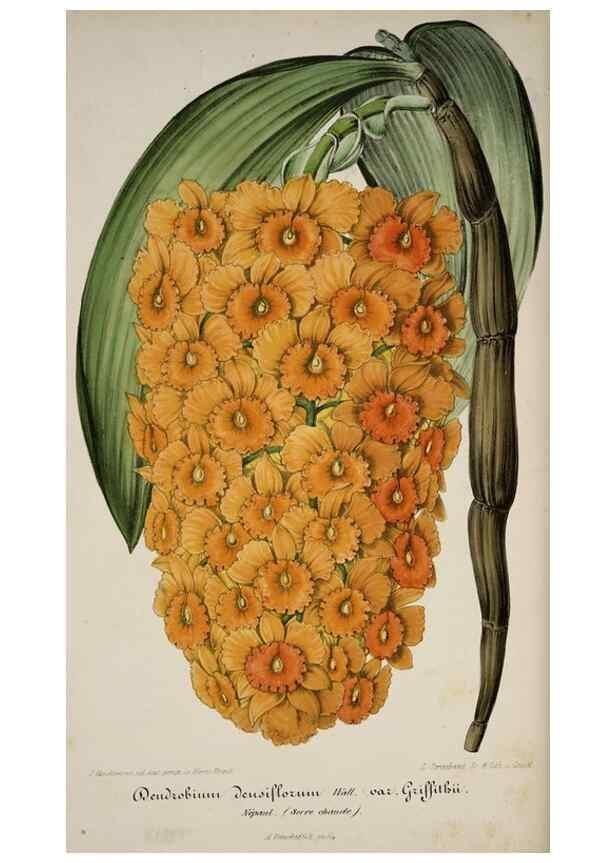 Reproducción/Reproduction 49683795533: L'Illustration horticole :. Gand, Belgium :Imprimerie et lithographie de F. et E. Gyselnyck,1854-1896.. 