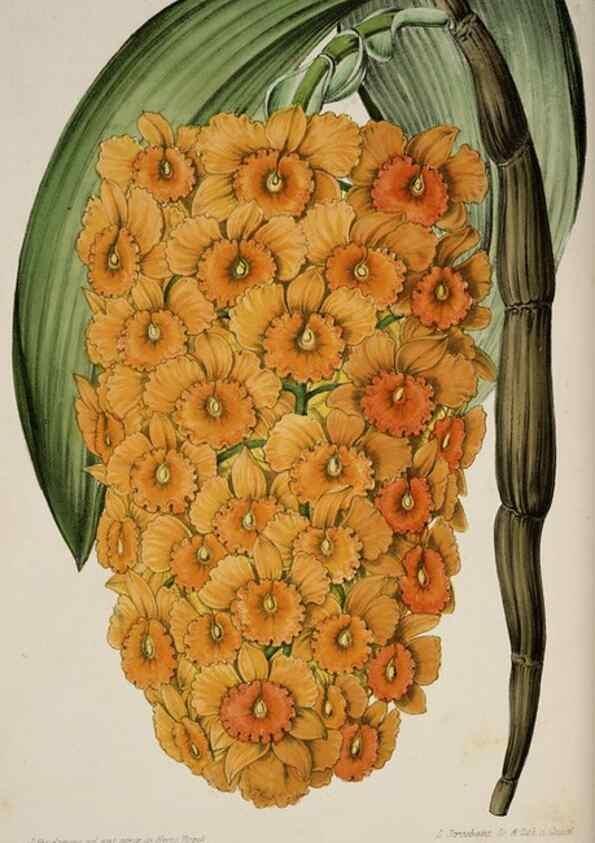 Reproducción/Reproduction 49683795533: L'Illustration horticole :. Gand, Belgium :Imprimerie et lithographie de F. et E. Gyselnyck,1854-1896.. 