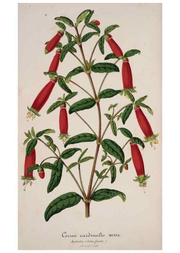 Reproducción/Reproduction 49684628482: L'Illustration horticole :. Gand, Belgium :Imprimerie et lithographie de F. et E. Gyselnyck,1854-1896.. 