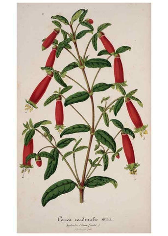 Reproducción/Reproduction 49684628482: L'Illustration horticole :. Gand, Belgium :Imprimerie et lithographie de F. et E. Gyselnyck,1854-1896.. 