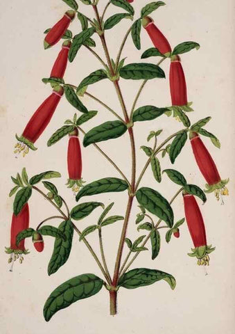Reproducción/Reproduction 49684628482: L'Illustration horticole :. Gand, Belgium :Imprimerie et lithographie de F. et E. Gyselnyck,1854-1896.. 