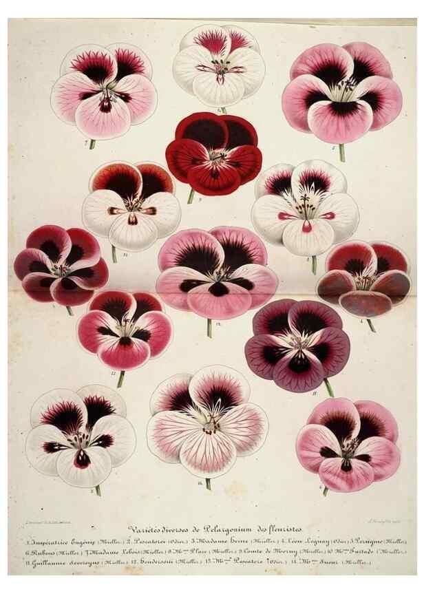 Reproducción/Reproduction 49684332506: L'Illustration horticole :. Gand, Belgium :Imprimerie et lithographie de F. et E. Gyselnyck,1854-1896.. 