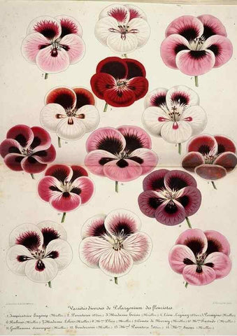 Reproducción/Reproduction 49684332506: L'Illustration horticole :. Gand, Belgium :Imprimerie et lithographie de F. et E. Gyselnyck,1854-1896.. 