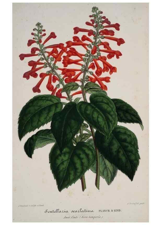 Reproducción/Reproduction 49683796448: L'Illustration horticole :. Gand, Belgium :Imprimerie et lithographie de F. et E. Gyselnyck,1854-1896.. 