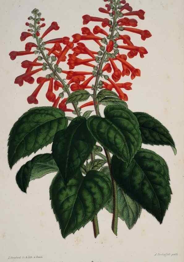 Reproducción/Reproduction 49683796448: L'Illustration horticole :. Gand, Belgium :Imprimerie et lithographie de F. et E. Gyselnyck,1854-1896.. 
