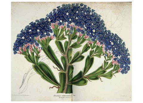 Reproducción/Reproduction 49684629327: L'Illustration horticole :. Gand, Belgium :Imprimerie et lithographie de F. et E. Gyselnyck,1854-1896.. 