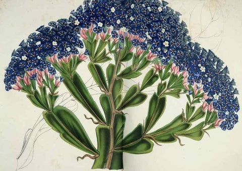 Reproducción/Reproduction 49684629327: L'Illustration horticole :. Gand, Belgium :Imprimerie et lithographie de F. et E. Gyselnyck,1854-1896.. 