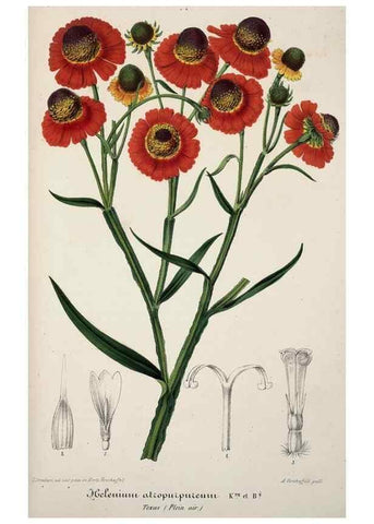 Reproducción/Reproduction 49684629577: L'Illustration horticole :. Gand, Belgium :Imprimerie et lithographie de F. et E. Gyselnyck,1854-1896.. 