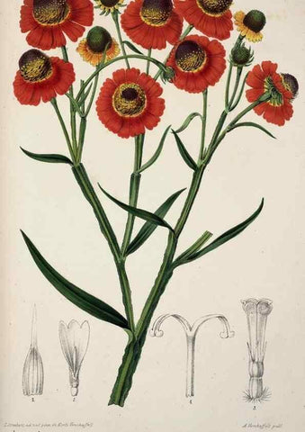 Reproducción/Reproduction 49684629577: L'Illustration horticole :. Gand, Belgium :Imprimerie et lithographie de F. et E. Gyselnyck,1854-1896.. 