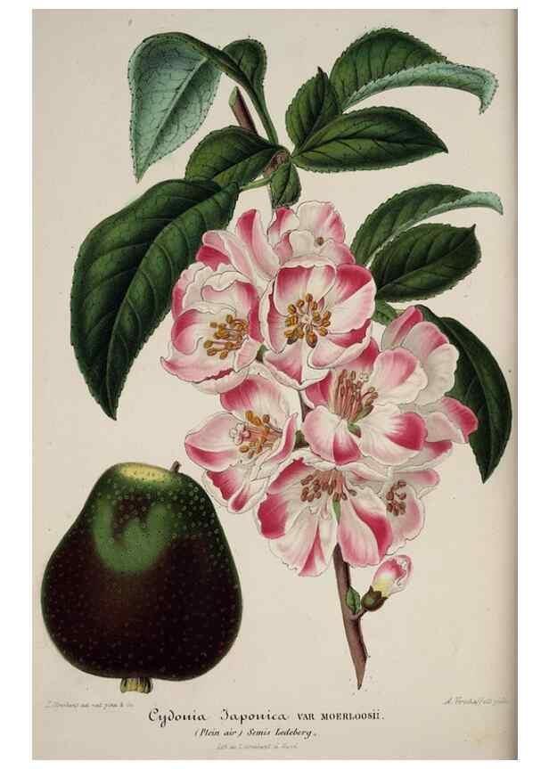 Reproducción/Reproduction 49684629862: L'Illustration horticole :. Gand, Belgium :Imprimerie et lithographie de F. et E. Gyselnyck,1854-1896.. 