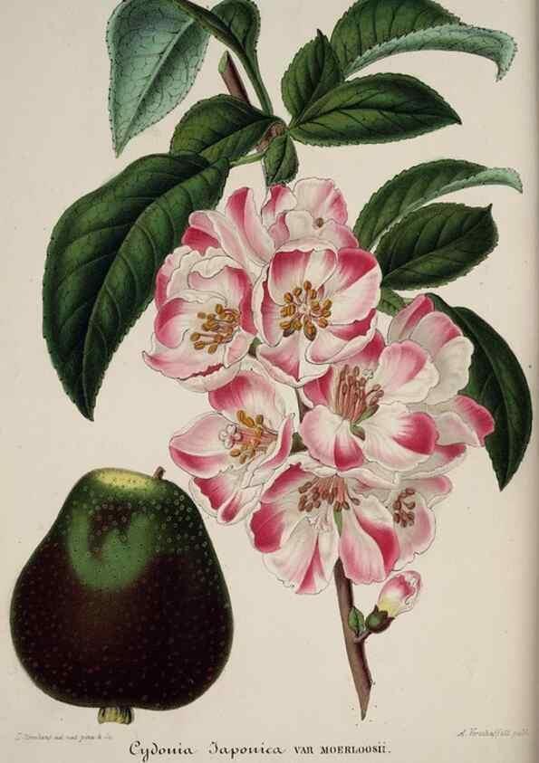 Reproducción/Reproduction 49684629862: L'Illustration horticole :. Gand, Belgium :Imprimerie et lithographie de F. et E. Gyselnyck,1854-1896.. 