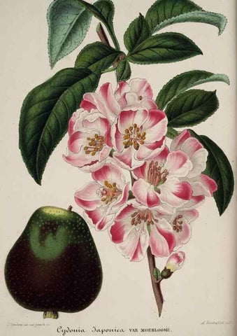 Reproducción/Reproduction 49684629862: L'Illustration horticole :. Gand, Belgium :Imprimerie et lithographie de F. et E. Gyselnyck,1854-1896.. 