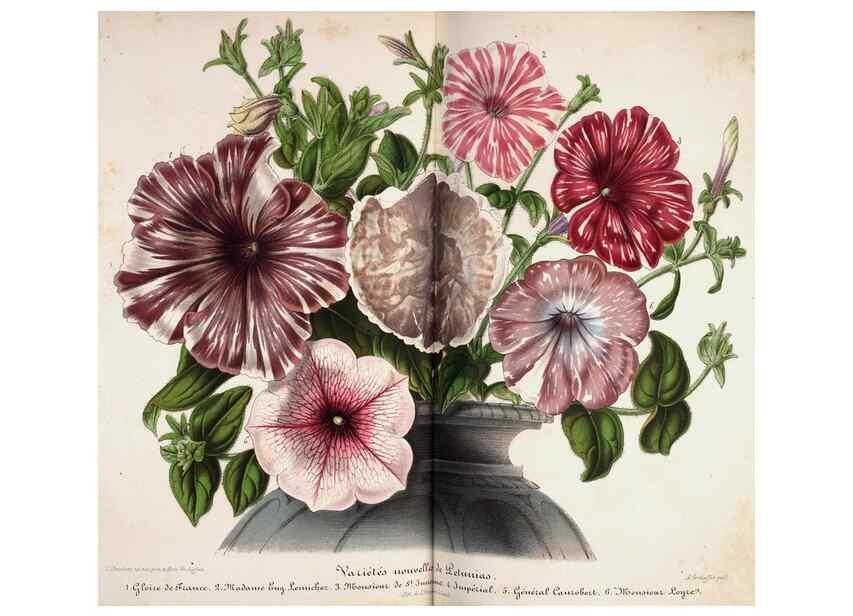 Reproducción/Reproduction 49684630027: L'Illustration horticole :. Gand, Belgium :Imprimerie et lithographie de F. et E. Gyselnyck,1854-1896.. 
