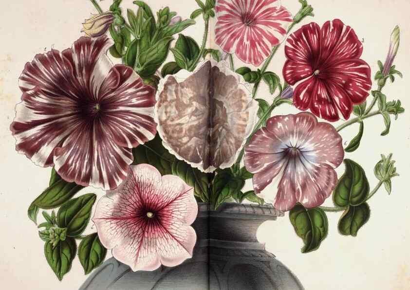 Reproducción/Reproduction 49684630027: L'Illustration horticole :. Gand, Belgium :Imprimerie et lithographie de F. et E. Gyselnyck,1854-1896.. 