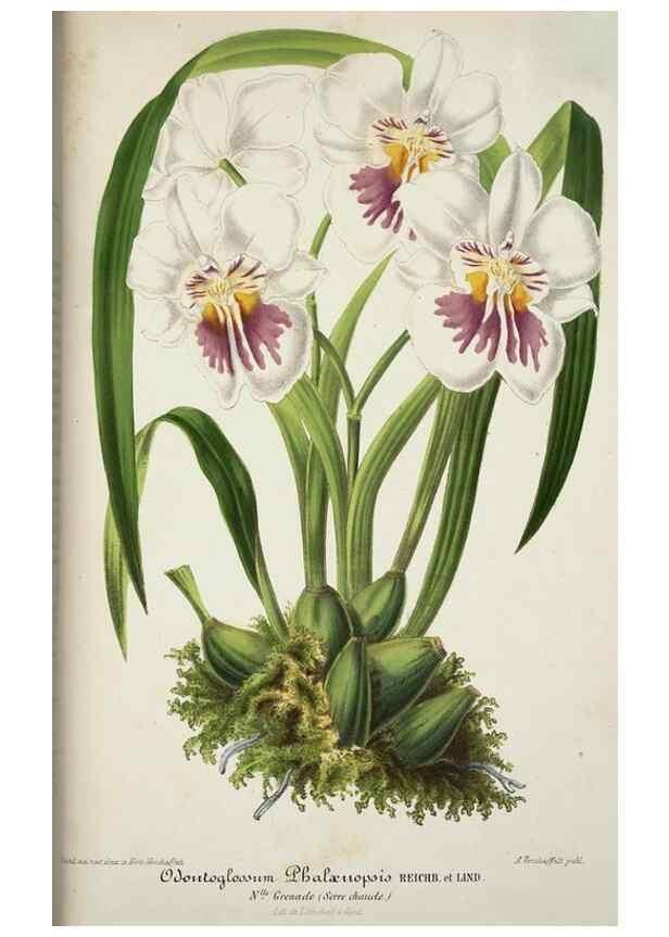 Reproducción/Reproduction 49683797698: L'Illustration horticole :. Gand, Belgium :Imprimerie et lithographie de F. et E. Gyselnyck,1854-1896.. 