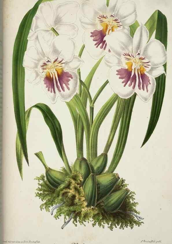 Reproducción/Reproduction 49683797698: L'Illustration horticole :. Gand, Belgium :Imprimerie et lithographie de F. et E. Gyselnyck,1854-1896.. 