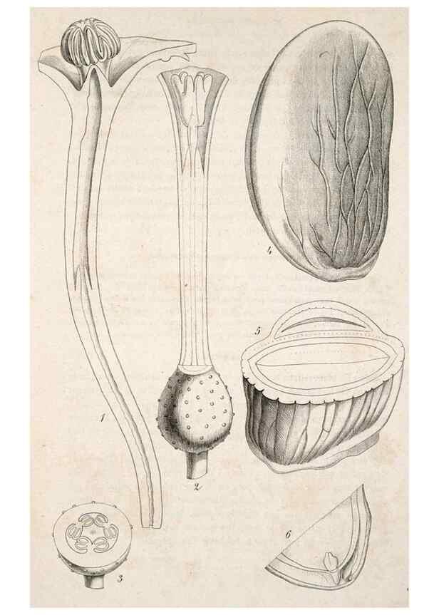Reproducción/Reproduction 49683793208: L'Illustration horticole :. Gand, Belgium :Imprimerie et lithographie de F. et E. Gyselnyck,1854-1896.. 