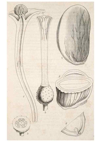 Reproducción/Reproduction 49683793208: L'Illustration horticole :. Gand, Belgium :Imprimerie et lithographie de F. et E. Gyselnyck,1854-1896.. 