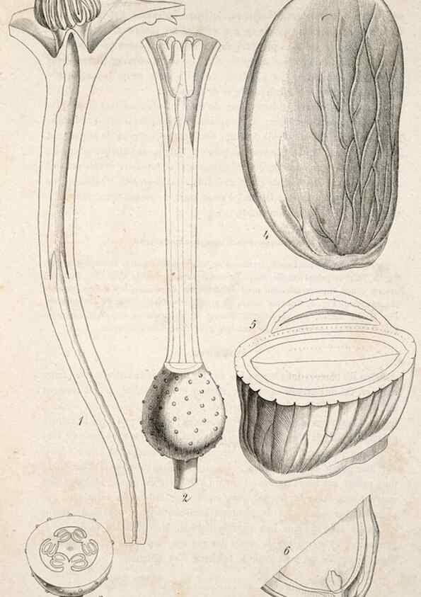 Reproducción/Reproduction 49683793208: L'Illustration horticole :. Gand, Belgium :Imprimerie et lithographie de F. et E. Gyselnyck,1854-1896.. 