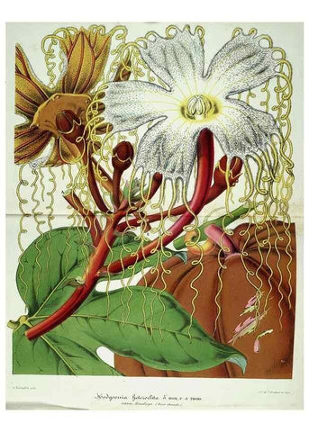 Reproducción/Reproduction 49683792783: L'Illustration horticole :. Gand, Belgium :Imprimerie et lithographie de F. et E. Gyselnyck,1854-1896.. 