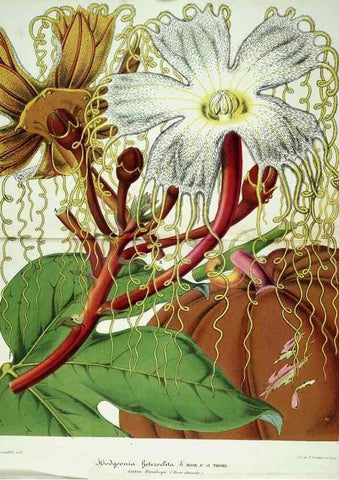 Reproducción/Reproduction 49683792783: L'Illustration horticole :. Gand, Belgium :Imprimerie et lithographie de F. et E. Gyselnyck,1854-1896.. 