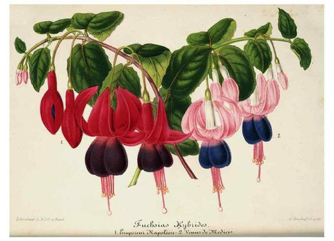 Reproducción/Reproduction 49684328901: L'Illustration horticole :. Gand, Belgium :Imprimerie et lithographie de F. et E. Gyselnyck,1854-1896.. 