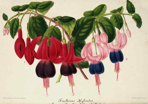 Reproducción/Reproduction 49684328901: L'Illustration horticole :. Gand, Belgium :Imprimerie et lithographie de F. et E. Gyselnyck,1854-1896.. 