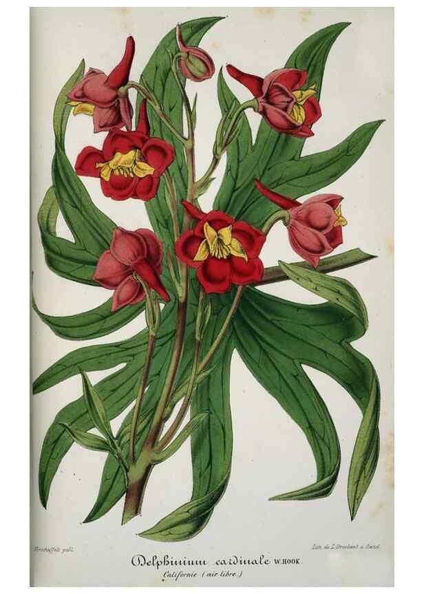 Reproducción/Reproduction 49684328601: L'Illustration horticole :. Gand, Belgium :Imprimerie et lithographie de F. et E. Gyselnyck,1854-1896.. 