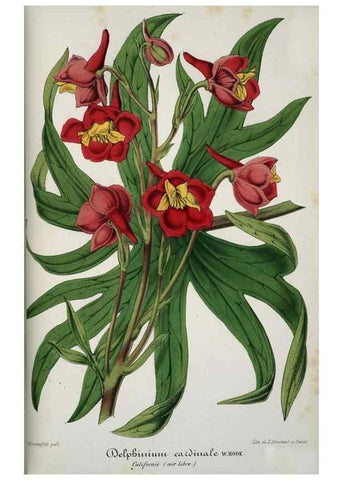 Reproducción/Reproduction 49684328601: L'Illustration horticole :. Gand, Belgium :Imprimerie et lithographie de F. et E. Gyselnyck,1854-1896.. 