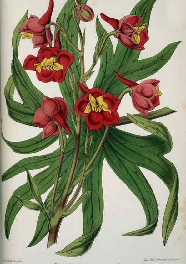 Reproducción/Reproduction 49684328601: L'Illustration horticole :. Gand, Belgium :Imprimerie et lithographie de F. et E. Gyselnyck,1854-1896.. 